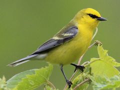 Blue-winged Warbler