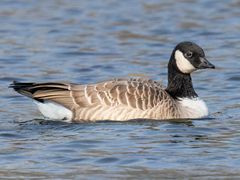 Cackling Goose