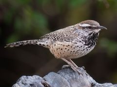 Cactus Wren