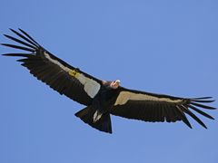 California Condor