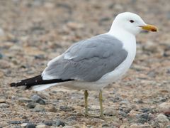 California Gull