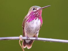 Calliope Hummingbird