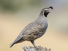 California Quail