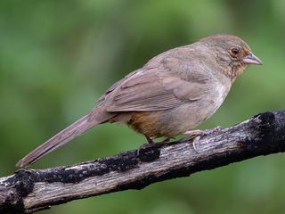 California Towhee