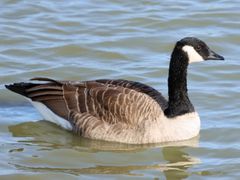 Canada Goose