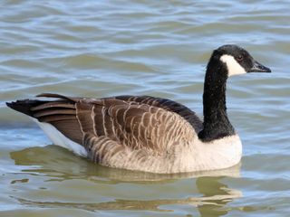 Grote Canadese gans