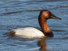 Canvasback