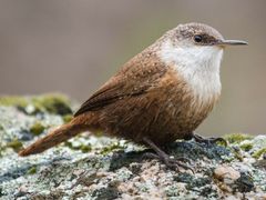 Canyon Wren