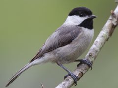 Carolina Chickadee