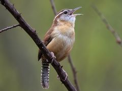 Carolina Wren