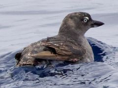 Cassin's Auklet