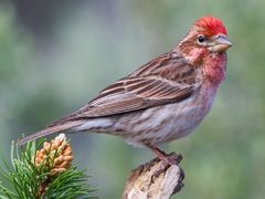 Cassin's Finch
