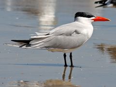 Caspian Tern