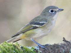 Cassin's Vireo