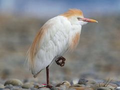 Western Cattle-Egret