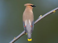 Cedar Waxwing