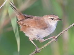 Cetti's Warbler