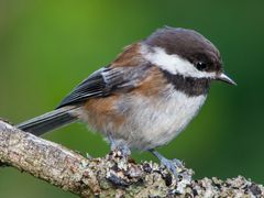Chestnut-backed Chickadee