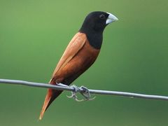 Chestnut Munia