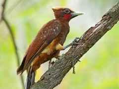 Chestnut Woodpecker