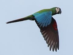 Chestnut-fronted Macaw