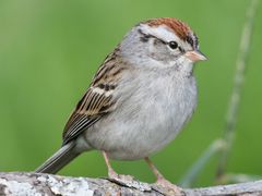 Chipping Sparrow