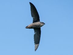 Chimney Swift