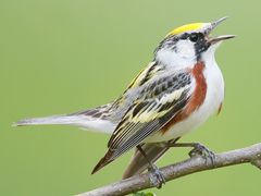 Chestnut-sided Warbler