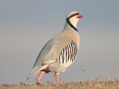 Chukar
