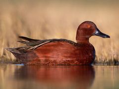 Cinnamon Teal