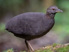 Cinereous Tinamou