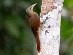 Cinnamon-throated Woodcreeper