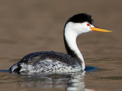 Clark's Grebe
