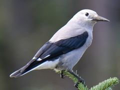 Clark's Nutcracker