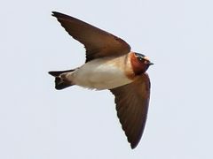 Cliff Swallow