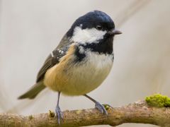 Coal Tit