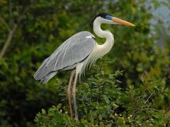 Cocoi Heron