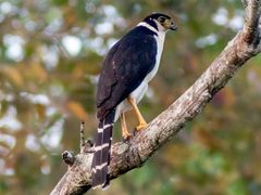 Collared Forest-Falcon
