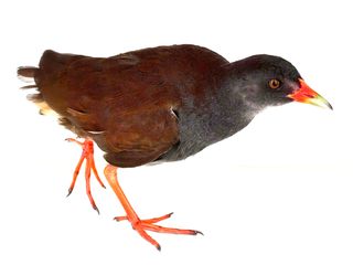 Colombian Crake