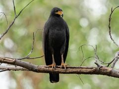 Common Black Hawk
