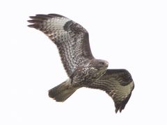 Common Buzzard