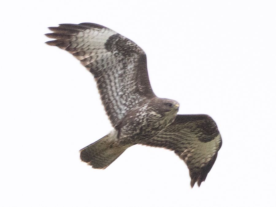 Buzzard
