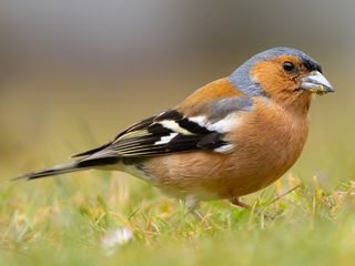 Vink