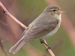 Common Chiffchaff