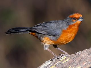 Cochabamba Mountain Finch
