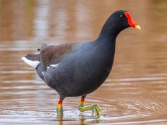 Common Gallinule