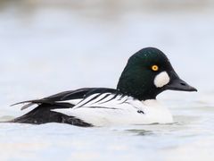 Common Goldeneye
