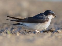 Western House-Martin