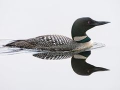 Common Loon