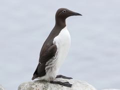 Common Murre